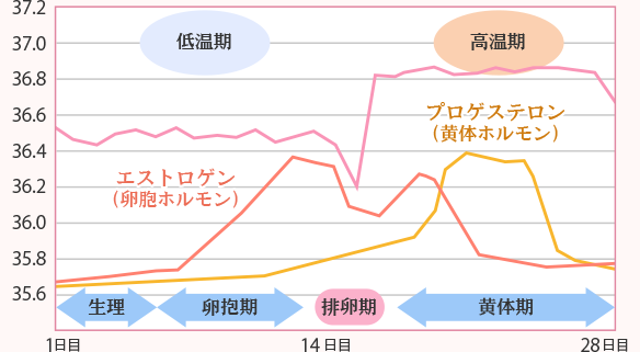 基礎体温と妊娠 楽天キレイドナビ